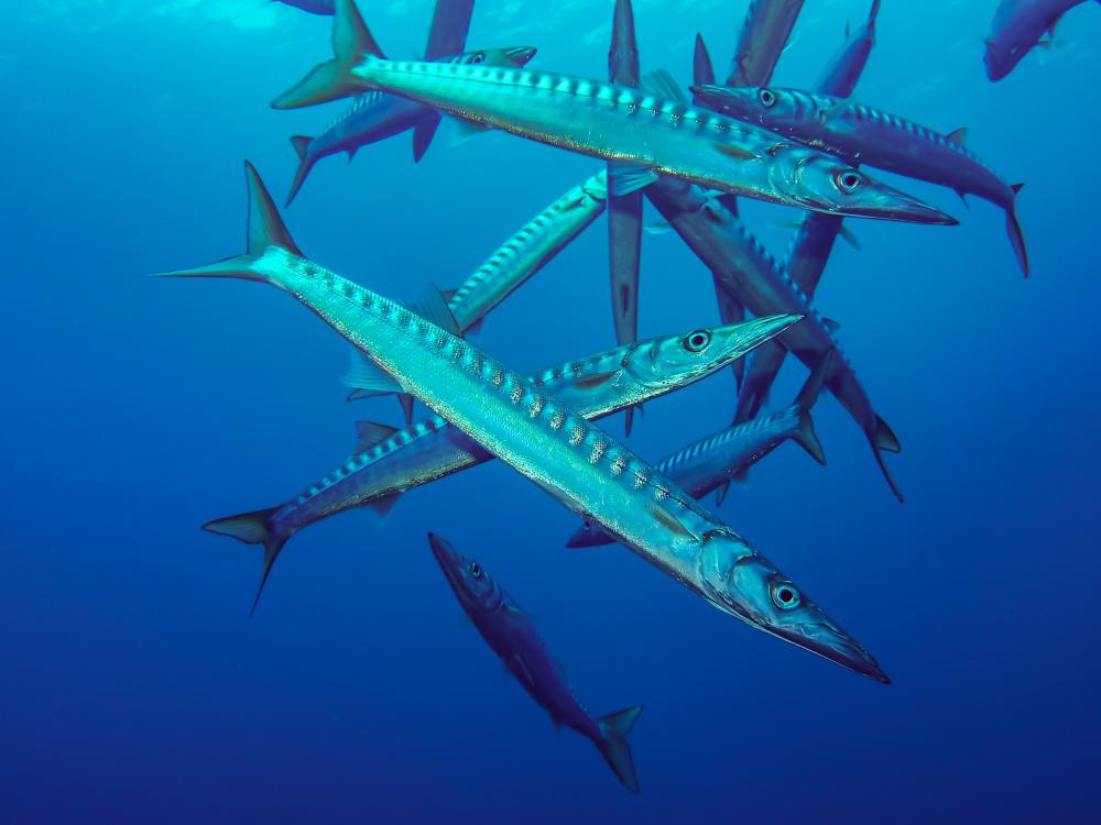Por Que Evitar o Consumo de Peixe Azul?