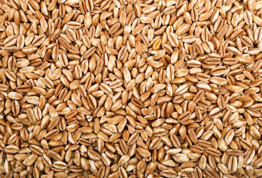 Por que o farro faz mal?