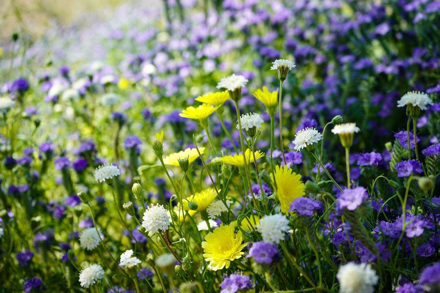 Pessoa com alergia ao pólen na primavera