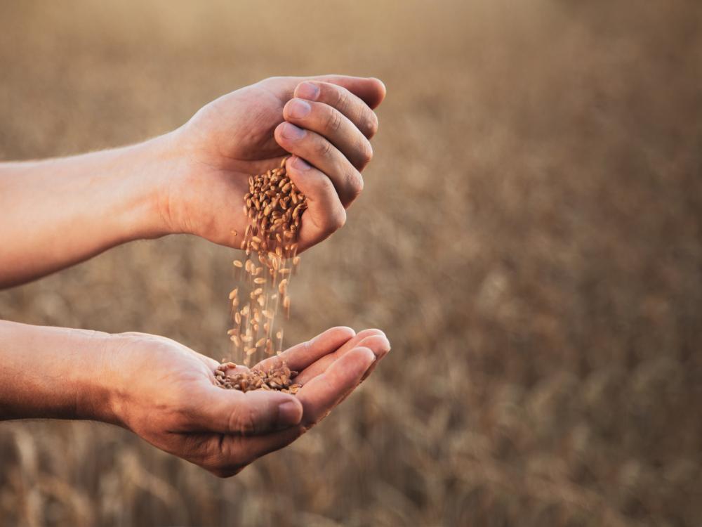 Benefícios do farro