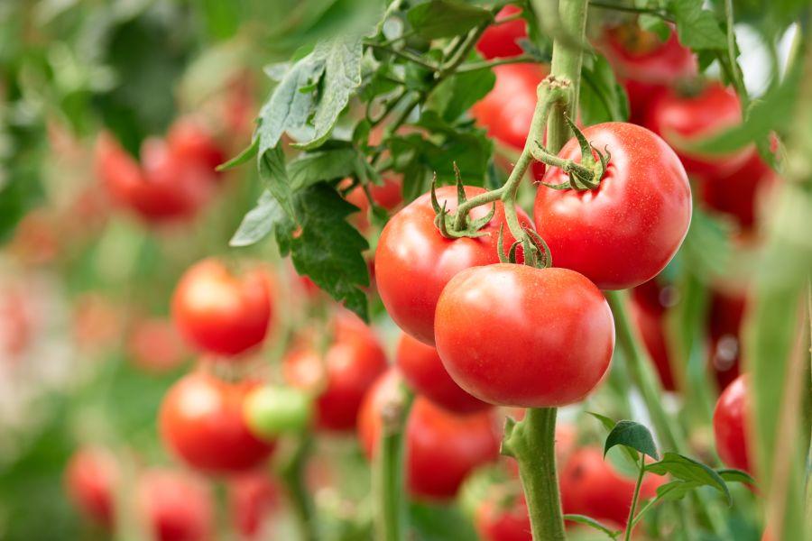 Os benefícios do tomate